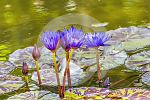 Blue Nymphea Water Lily Fairchild Garden Coral Gables Florida