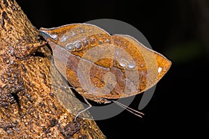 Blue Oak Leaf butterfly