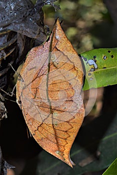 Blue Oak Leaf butterfly or Sahyadri blue oakleaf look like dry leaf