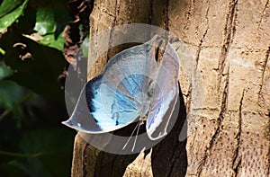 Blue Oak Leaf butterfly or Sahyadri blue oakleaf Kallima inachus look like dry leaf photo