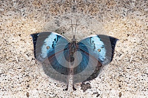 Blue Oakleaf butterfly, Kallima horsfieldi, Thane, Maharashtra, India