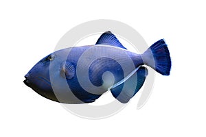 Blue ocean fish surgeon isolated on white background. Tropical fish