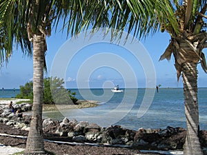 Blue Ocean framed by Palms