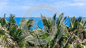 Blue Ocean Green Trees Horizon Holiday Background