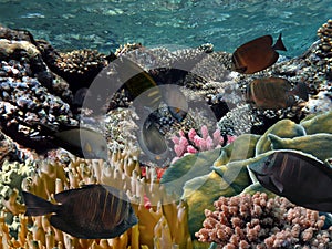 Blue ocean. Underwater photography from snorkeling on the coral reef