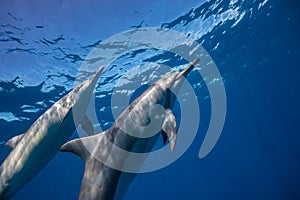 Blue ocean water background with wild dolphins
