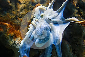 Blue octopus on sea rock