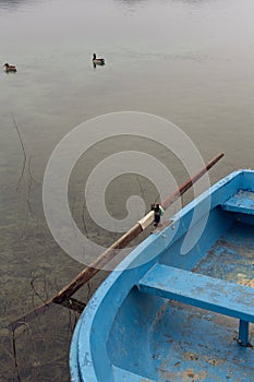 Blue old boat with wooden row at the edge of a water lake with some ducks swimming