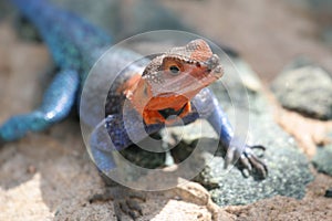Blue and orange agama lizard