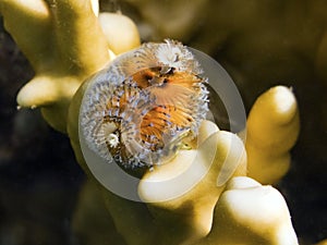 Blue orange christmas tree worm