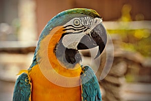 Blue and orange parrot