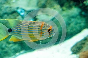 Blue and orange sweetlips fish Plectorhinchus chrysotaenia