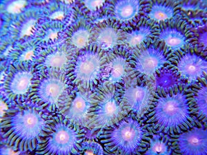 Blue and Orange Zoanthid Soft Coral Colony