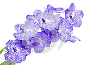 Blu orchidea 