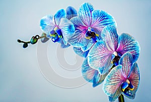 Blue orchid. Brunch of orchid with the blue flowers.