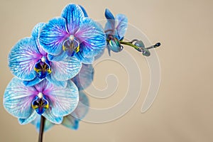 Blue orchid. Brunch of orchid with the blue flowers. photo