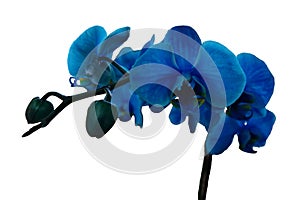 A blue orchid closeup