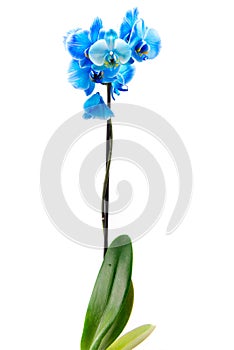 Blue Orchid flower