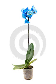 Blue Orchid flower