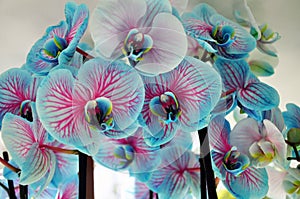 Blue orchid flower
