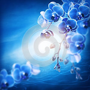 Blue orchid flowers