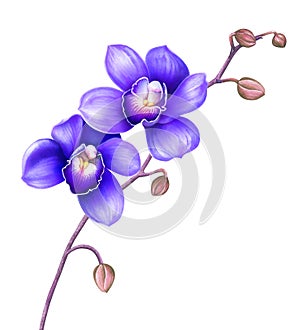 Blue orchid flowers isolated on white background. Watercolor illustration.