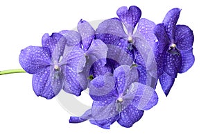 Blue orchid vanda isolated on white