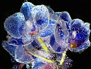 Blue orchids with bubbles close up on black background