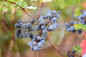 Oregon Grape Berries (Mahonia aquifolium)