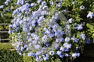 Blue ornamental plant, Flammer flower, phlox
