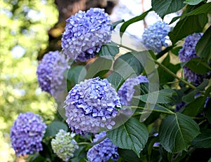 Blue Ortensia Hydrangea