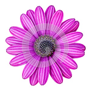 Blue osteospermum daisy flower isolated