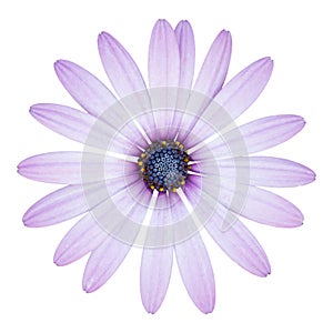 Blue osteospermum daisy flower isolated on white photo