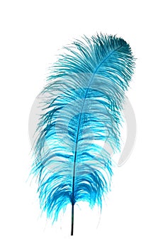 Blue Ostrich Feather