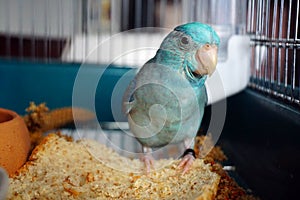 Blue Pacific Parrotlet, Forpus coelestis playing