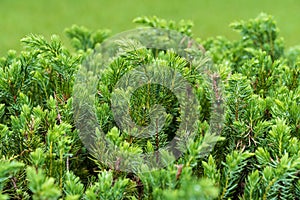 Blue Pacific shore juniper Juniperus conferta closeup - Homosassa, Florida, USA