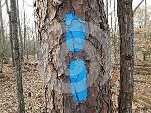 Blue paint marks on tree trunk in forest or woods