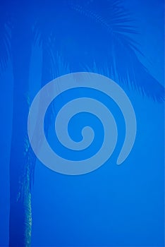 Blue palm tree border