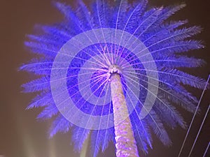 Blue Palm Tree Florida at Night