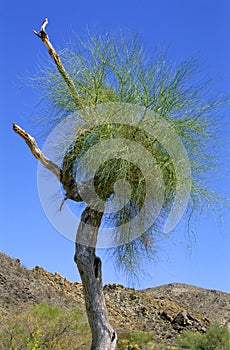 Blue Paloverde Tree  49176 photo