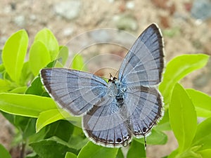 The blue pancy butterfly....macro shot