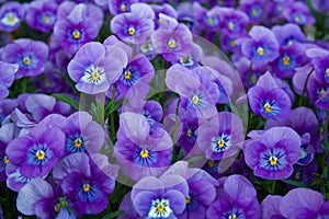 Blue pansies