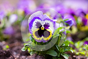 blue pansies