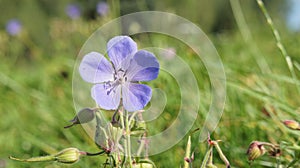 Blue pansies