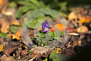 Blue pansies bloomed in the fall outside in the garden, bright beautiful flowers