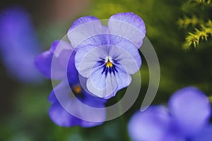 Blue Pansies