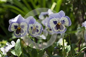 Blue pansies outside in the garden, bright beautiful flowers to decorate the streets