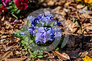 Blue pansies in the park
