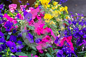 Blue pansies and pink busy lizzy floral background photo
