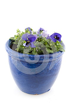 Blue Pansies in pot